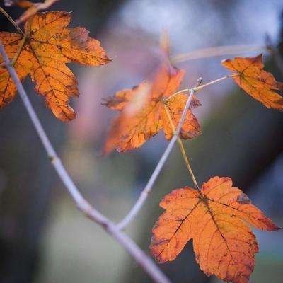 高山摩托选关版